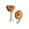 Burmese-Magic-Mushrooms