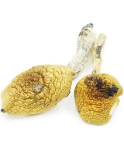 Golden Teachers Mushrooms For Sales